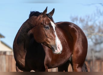 American Quarter Horse, Wałach, 7 lat, 157 cm, Gniada