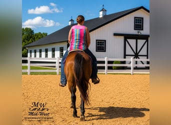 American Quarter Horse, Wałach, 7 lat, 157 cm, Gniada
