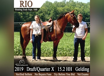American Quarter Horse Mix, Wałach, 7 lat, 157 cm, Gniada