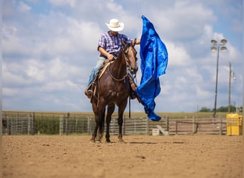 American Quarter Horse, Wałach, 7 lat, 157 cm, Gniadodereszowata