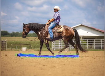 American Quarter Horse, Wałach, 7 lat, 157 cm, Gniadodereszowata