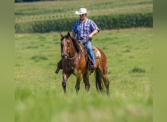 American Quarter Horse, Wałach, 7 lat, 157 cm, Gniadodereszowata