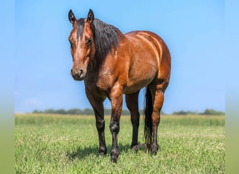 American Quarter Horse, Wałach, 7 lat, 157 cm, Gniadodereszowata