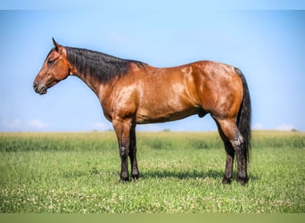 American Quarter Horse, Wałach, 7 lat, 157 cm, Gniadodereszowata