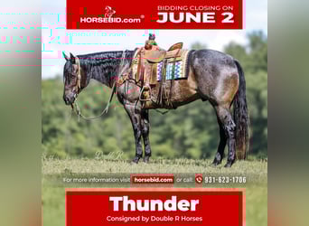 American Quarter Horse, Wałach, 7 lat, 157 cm, Gniadodereszowata
