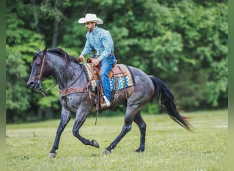 American Quarter Horse, Wałach, 7 lat, 157 cm, Gniadodereszowata
