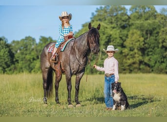 American Quarter Horse, Wałach, 7 lat, 157 cm, Gniadodereszowata