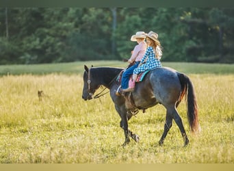 American Quarter Horse, Wałach, 7 lat, 157 cm, Gniadodereszowata