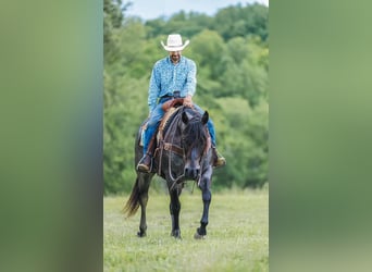 American Quarter Horse, Wałach, 7 lat, 157 cm, Gniadodereszowata