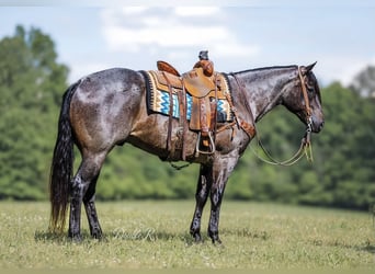 American Quarter Horse, Wałach, 7 lat, 157 cm, Gniadodereszowata
