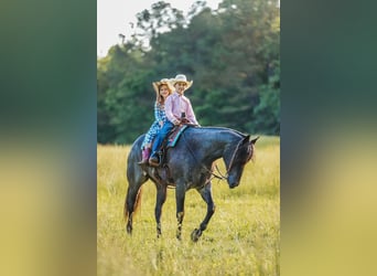 American Quarter Horse, Wałach, 7 lat, 157 cm, Gniadodereszowata