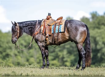 American Quarter Horse, Wałach, 7 lat, 157 cm, Gniadodereszowata