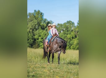 American Quarter Horse, Wałach, 7 lat, 157 cm, Gniadodereszowata