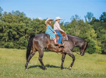 American Quarter Horse, Wałach, 7 lat, 157 cm, Gniadodereszowata