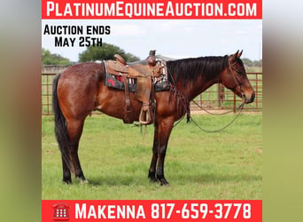 American Quarter Horse, Wałach, 7 lat, 157 cm, Gniadodereszowata