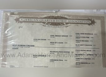 American Quarter Horse, Wałach, 7 lat, 157 cm, Grullo