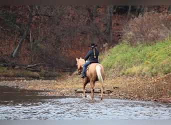 American Quarter Horse, Wałach, 7 lat, 157 cm, Izabelowata