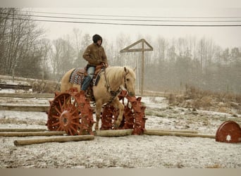 American Quarter Horse, Wałach, 7 lat, 157 cm, Izabelowata