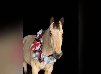 American Quarter Horse, Wałach, 7 lat, 157 cm, Jelenia