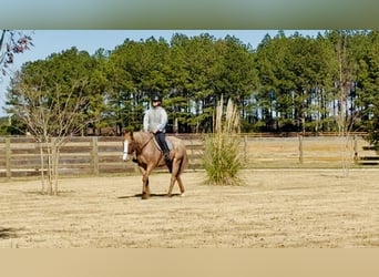 American Quarter Horse, Wałach, 7 lat, 157 cm, Kasztanowatodereszowata