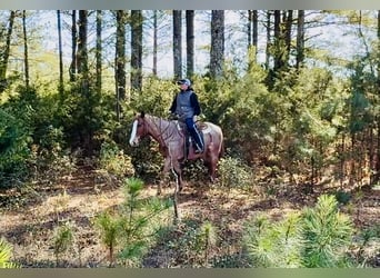 American Quarter Horse, Wałach, 7 lat, 157 cm, Kasztanowatodereszowata