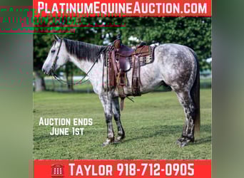 American Quarter Horse, Wałach, 7 lat, 157 cm, Siwa