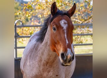 American Quarter Horse, Wałach, 7 lat, 158 cm, Gniadodereszowata