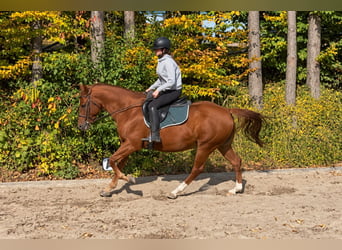 American Quarter Horse, Wałach, 7 lat, 158 cm, Kasztanowata