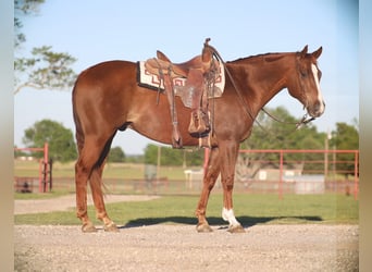 American Quarter Horse, Wałach, 7 lat, 160 cm, Cisawa