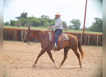 American Quarter Horse, Wałach, 7 lat, 160 cm, Cisawa