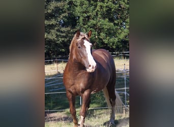 American Quarter Horse Mix, Wałach, 7 lat, 160 cm, Jelenia