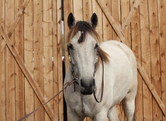 American Quarter Horse, Wałach, 7 lat, 160 cm, Jelenia