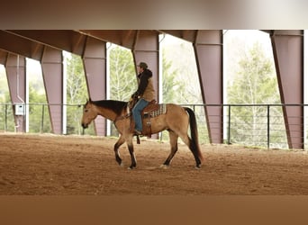 American Quarter Horse, Wałach, 7 lat, 160 cm, Jelenia