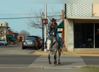 American Quarter Horse, Wałach, 7 lat, 160 cm, Siwa
