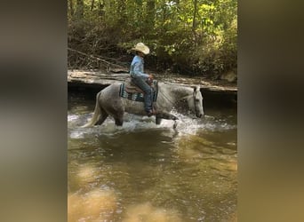 American Quarter Horse, Wałach, 7 lat, 160 cm, Siwa