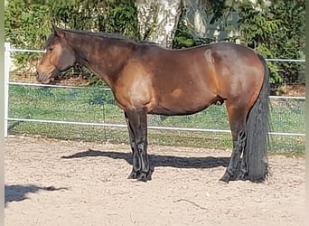 American Quarter Horse, Wałach, 7 lat, 161 cm, Gniada