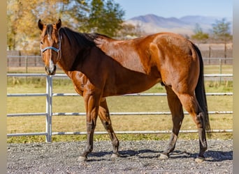 American Quarter Horse, Wałach, 7 lat, 163 cm, Gniada