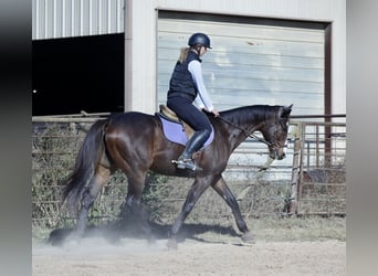 American Quarter Horse Mix, Wałach, 7 lat, 163 cm, Gniada