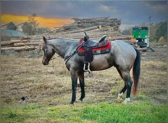 American Quarter Horse, Wałach, 7 lat, 163 cm, Gniadodereszowata