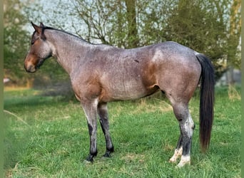 American Quarter Horse, Wałach, 7 lat, 163 cm, Gniadodereszowata