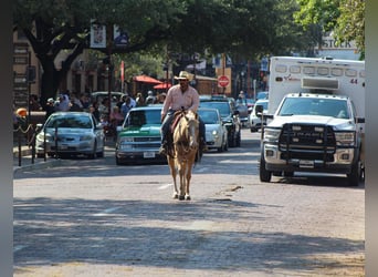 American Quarter Horse, Wałach, 7 lat, 163 cm, Izabelowata