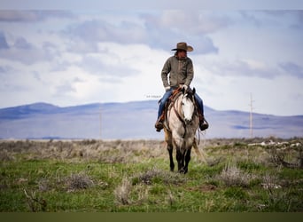 American Quarter Horse, Wałach, 7 lat, 163 cm, Siwa