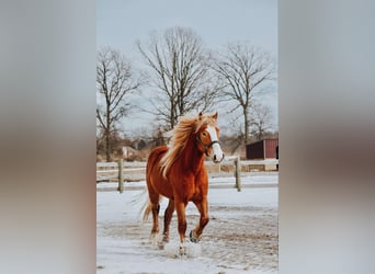 American Quarter Horse, Wałach, 7 lat, 165 cm, Ciemnokasztanowata