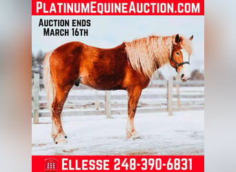 American Quarter Horse, Wałach, 7 lat, 165 cm, Ciemnokasztanowata