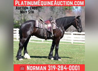 American Quarter Horse, Wałach, 7 lat, 165 cm, Kara