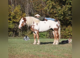 American Quarter Horse, Wałach, 7 lat, 165 cm, Overo wszelkich maści