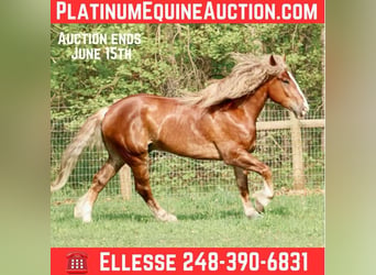 American Quarter Horse, Wałach, 7 lat, 170 cm, Ciemnokasztanowata