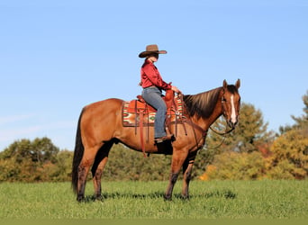 American Quarter Horse, Wałach, 7 lat, Bułana