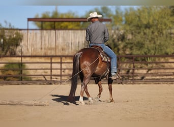 American Quarter Horse, Wałach, 7 lat, Ciemnokasztanowata