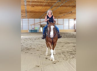 American Quarter Horse, Wałach, 7 lat, Cisawa